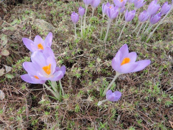 Krokusy - pierwsze wiosenne kwiaty w ogrodzie Fot. Franciszek Rochowczyk