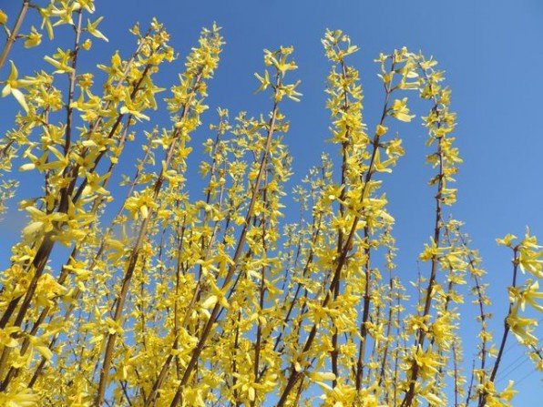 Forsycje w ogrodzie Fot. Franciszek Rochowczyk