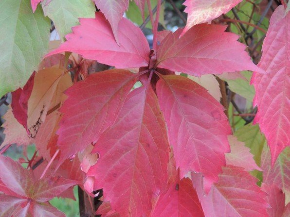 Czerwony kolor liści m&oacute;wi: już jesień, czas przygotować ogr&oacute;d do zimowania Fot. Franciszek Rochowczyk