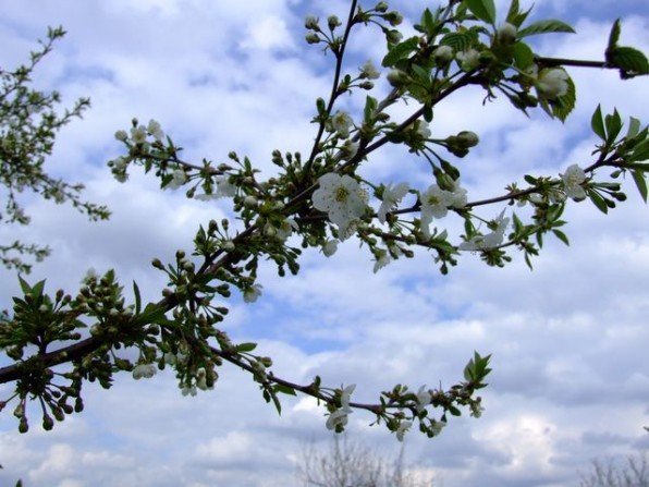 Kwitnąca wiśnia Fot. Franciszek Rochowczyk