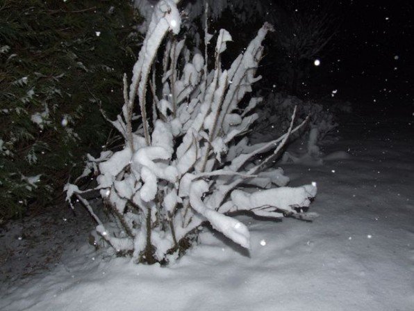 Śnieżna noc w ogrodzie Fot. Franciszek Rochowczyk