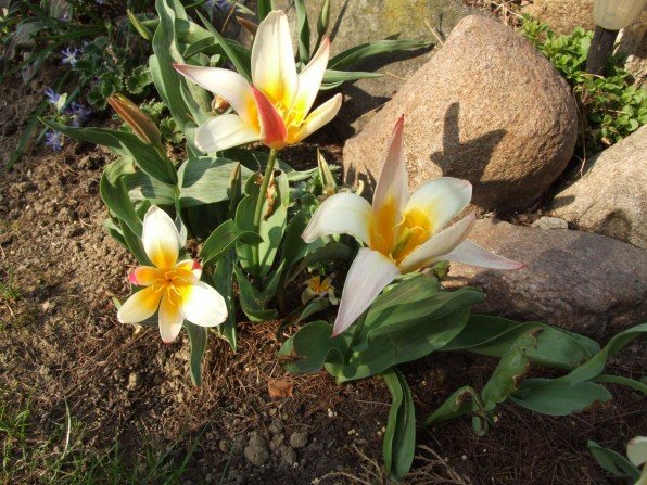 Tulipany botaniczne Fot. Franciszek Rochowczyk