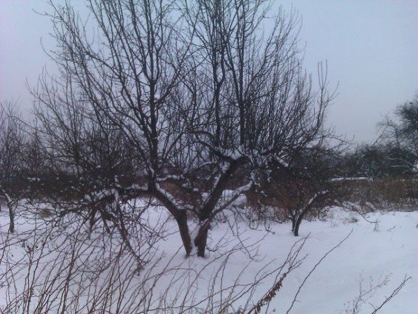 Zimowy ogr&oacute;d Fot. Franciszek Rochowczyk