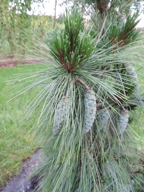 Pinus schwerinii Wiethorst Fot. Franciszek Rochowczyk