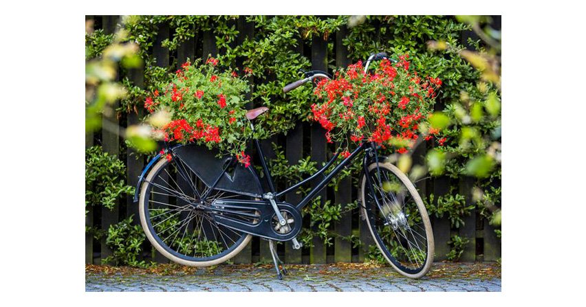 Pelargonie to efektowna ozdoba balkonu, tarasu czy ogroduFot. Pelargonium for Europe