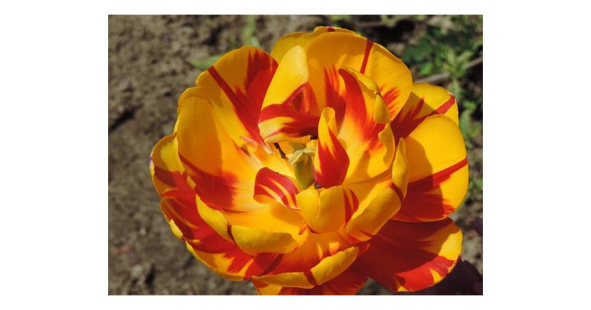 Tulipan Fot. Franciszek Rochowczyk