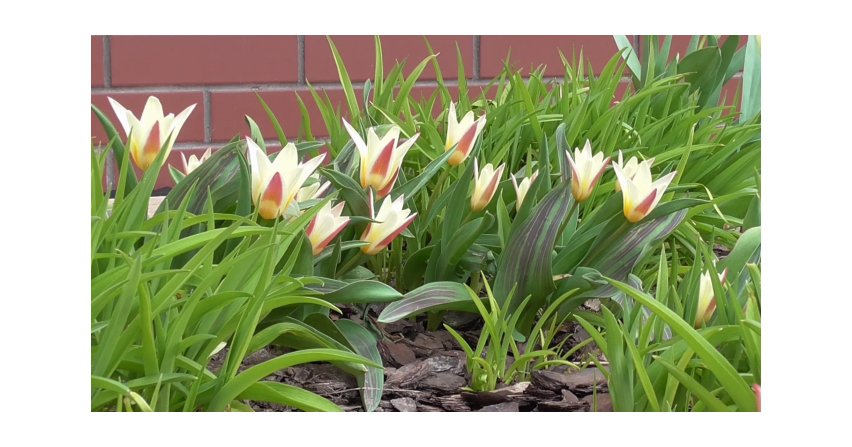 Zakwitły tulipany i hiacynty Fot. Franciszek Rochowczyk
