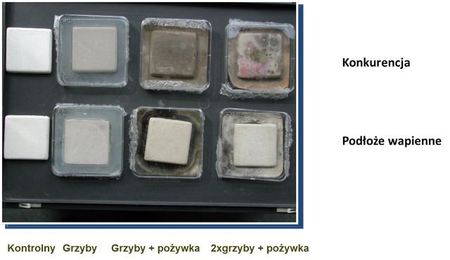 Porównanie oddziaływania grzybów na podłoże z wapnem i bez wapna