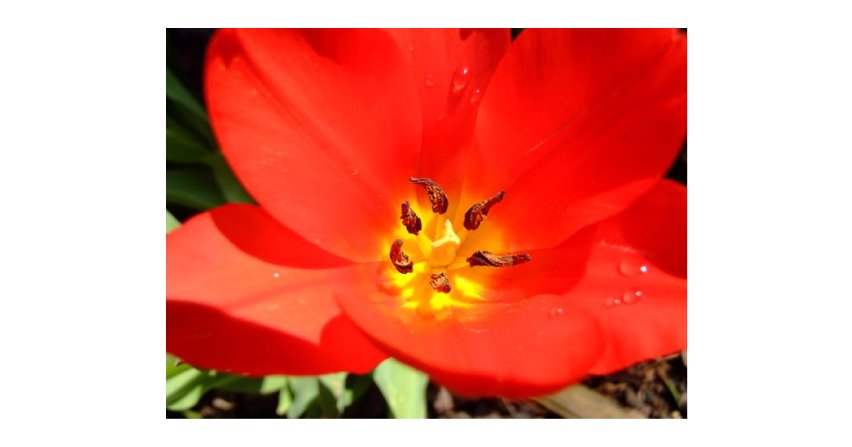 Tulipan botaniczny Fot. Franciszek Rochowczyk