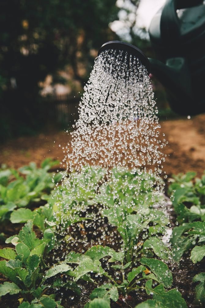 Zgromadzoną wodę można można wykorzystać np. do podlewania ogrodowych grządkach.
