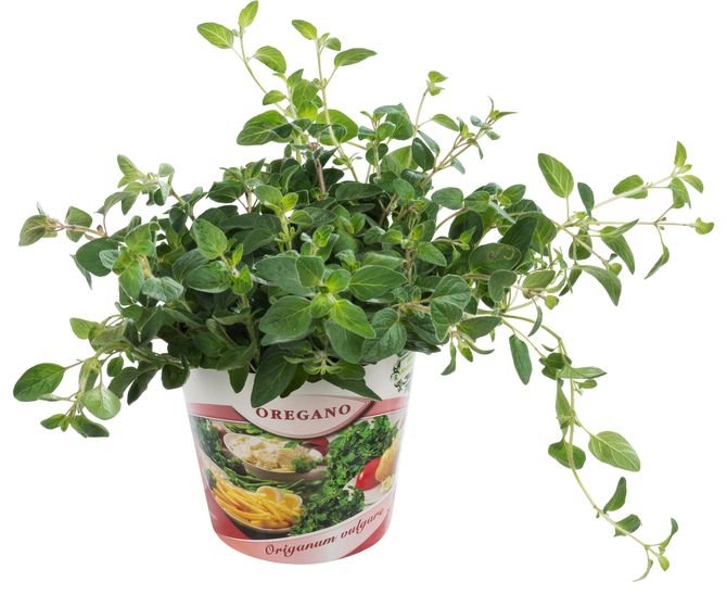 Oregano