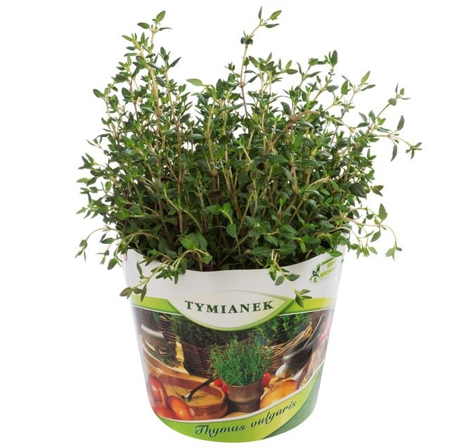 Tymianek