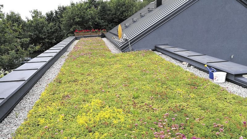 Dach zielony na budynku niskoenergetycznym