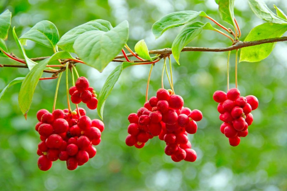 drzewa owocowe shutterstock