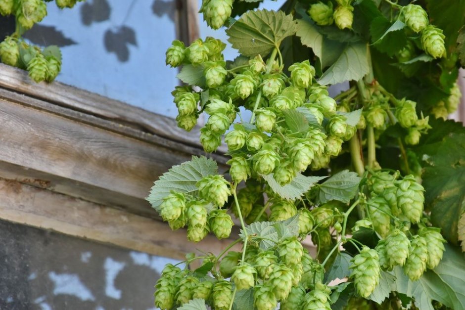 hops chmiel w ogrodzie na tarasie1