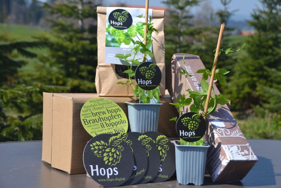 hops chmiel w ogrodzie na tarasie3