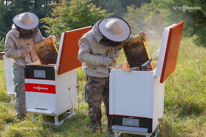 viessmann pszczola musi byc1