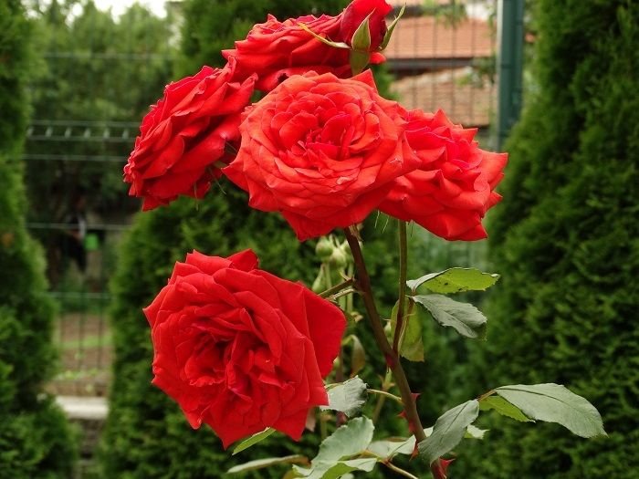 rośliny ozdobne