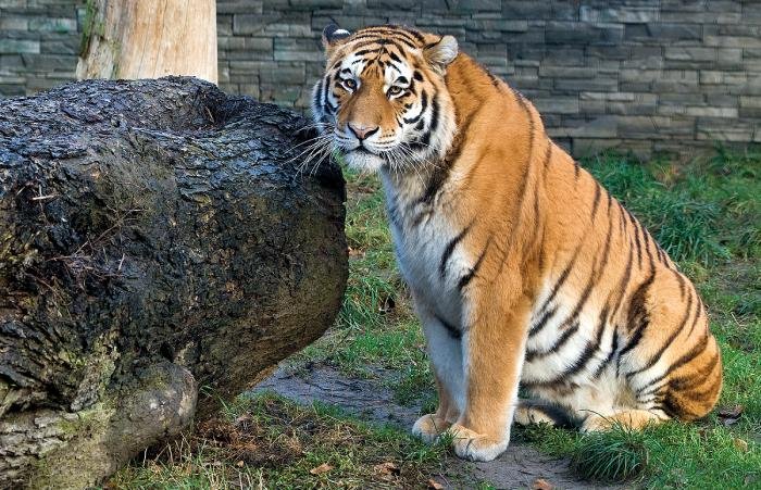 adopcja tygrysa amurskieg