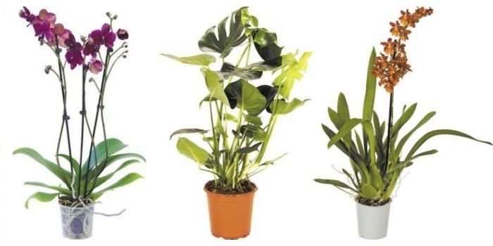 Od lewej: Storczyk Falenopsis, 3 pędy; Monstera Deliciosa, 80 cm; Storczyk Falenopsis; fot. Leroy Merlin