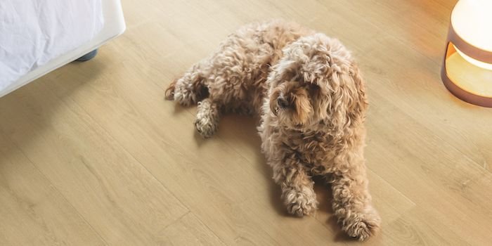 Jak zabezpieczyć podłogi, drzwi i meble przed zwierzętami domowymi? fot. Quick-Step