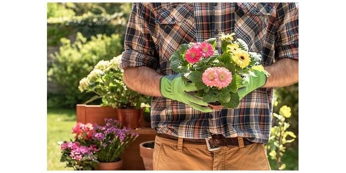 Sprzedaż sadzonek kwiat&oacute;w. Fot. Pixabay