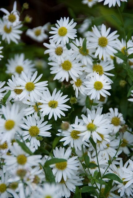 Kalimeris-drobne-biale-kwiaty