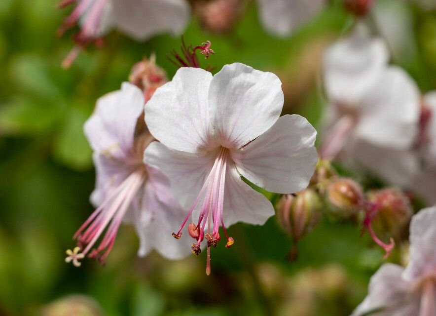 geranium-w-ogrodzie