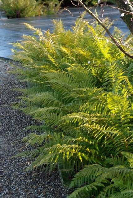 polystichum-paprocie-do-cienia