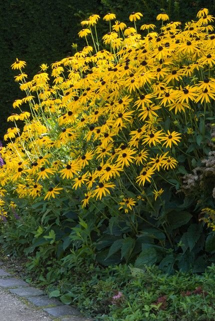 rudbeckia-roslina-na-pelne-slonce