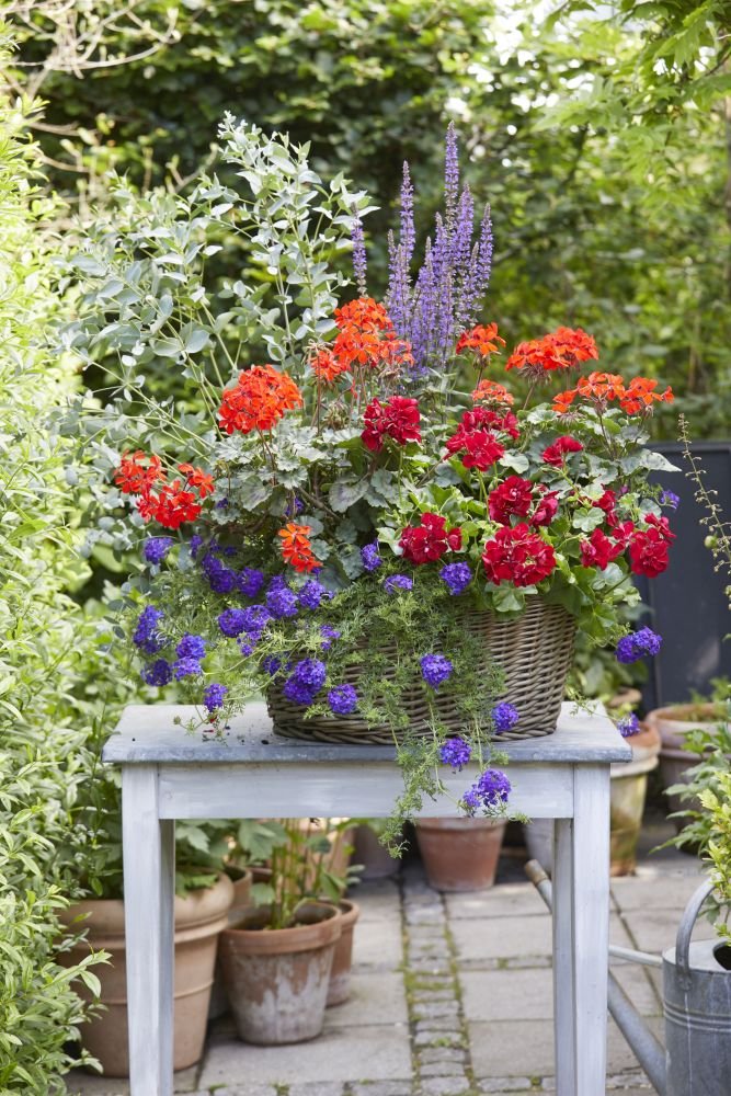 2021 geraniums 1000 my freestyle garden 21 mini