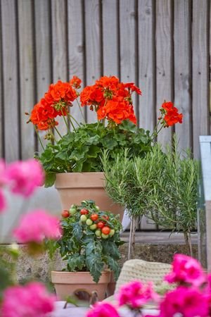 pelargonie czerwone pelargonium for europe