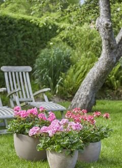 pelargonie w donicach pelargonium for europe