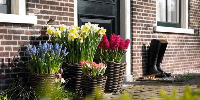Rosliny cebulowe w donicach to świetny pomysł na udekorowanie wejścia do domu. Fot. iBulb