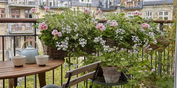 Pelargonie to idealne rosliny na balkon. Fot. Pelargonium for Europe