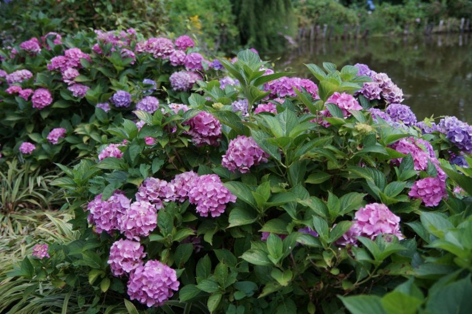 hortensje ogrodowe