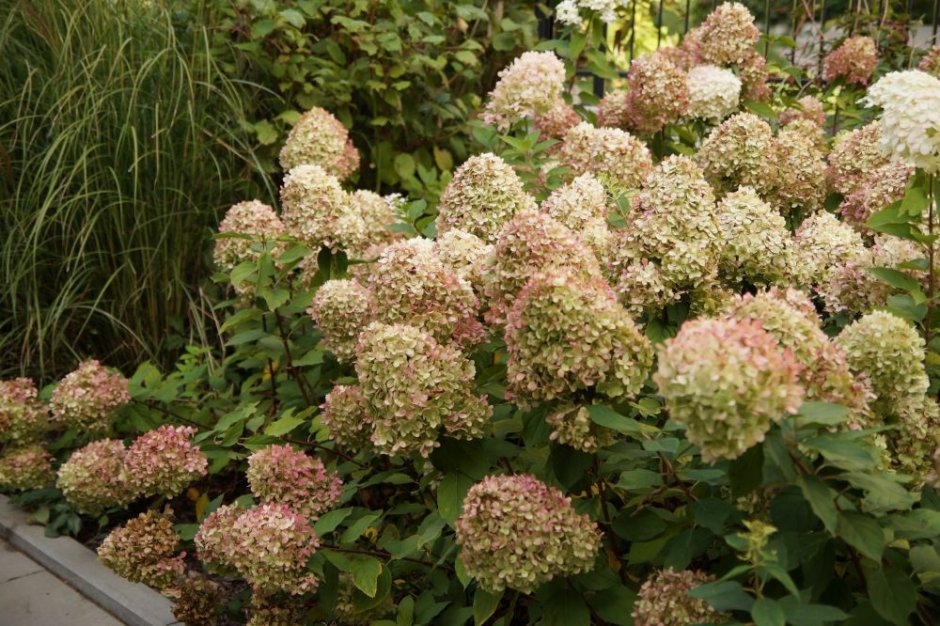 hortensje w ogrodzie
