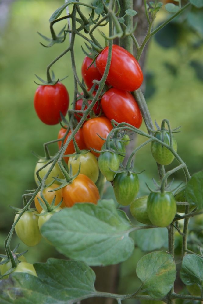 pomidory w ogrodzie hortiterapia