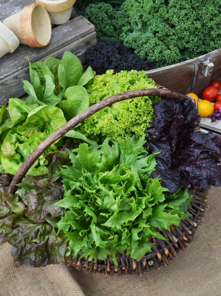 salata mieszanka odmian wlegutko