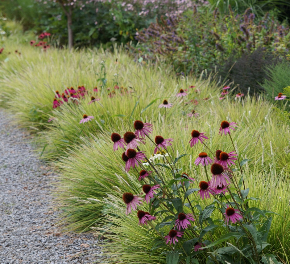 sesleria jezowka