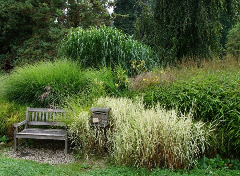 trawy w ogrodzie