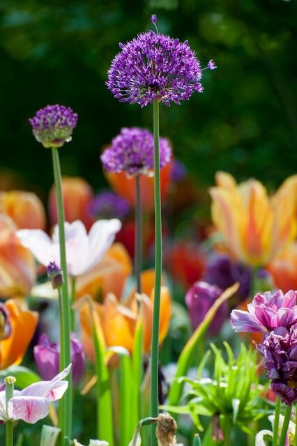 allium aflatunense ibulb