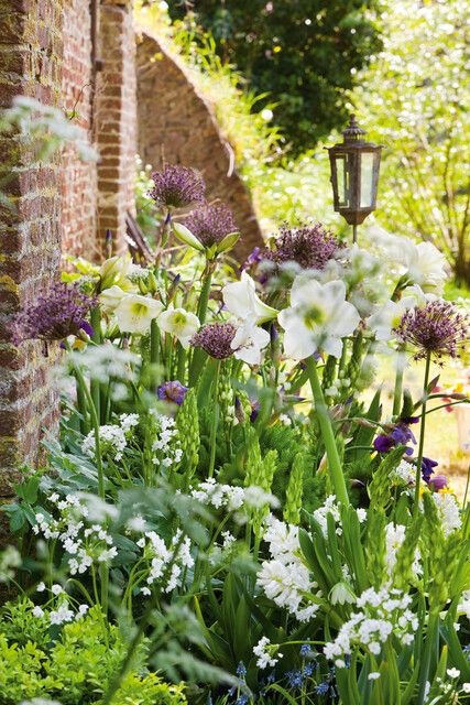 allium neapolitanum ibulb