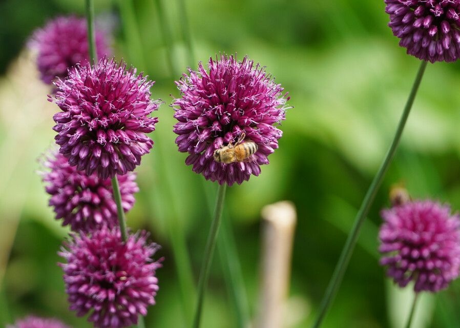 allium sphaerocephalon ibulb