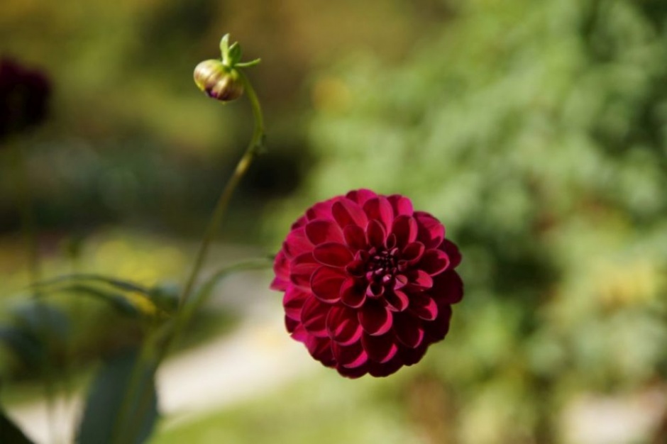 dalia pomponowa