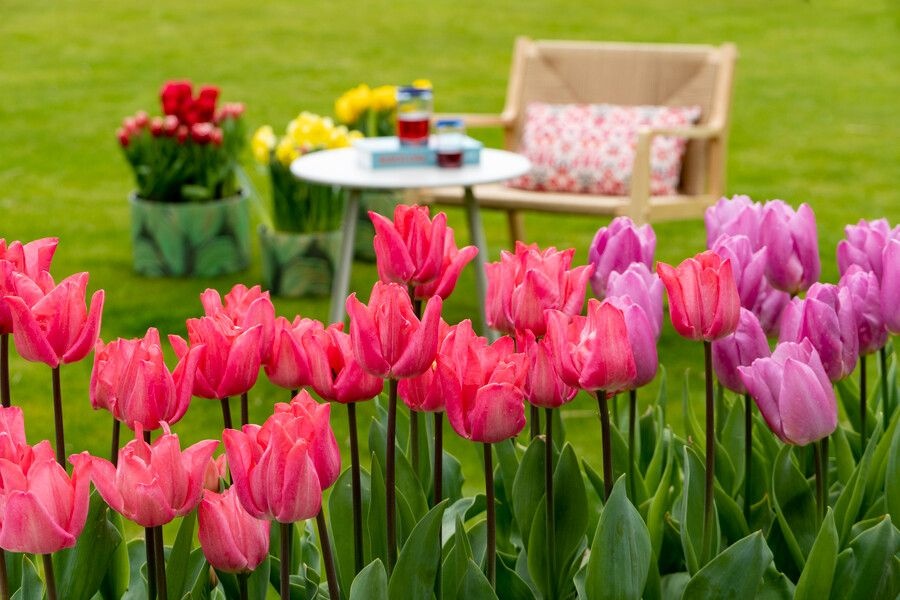 tulipany ibulb