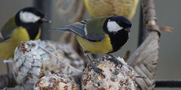 Jak zimą mądrze dokarmiać ptaki? Fot. W.Legutko