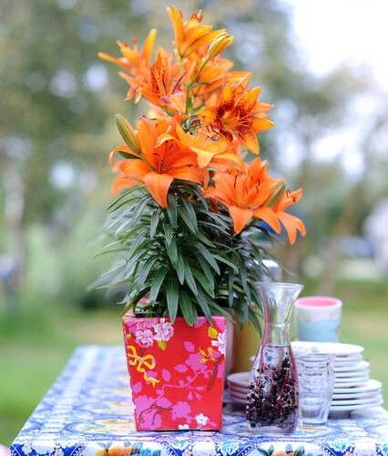 lilium tiny invader ibulb