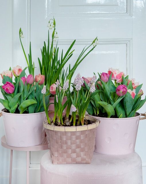 tulipany w domu ibulb