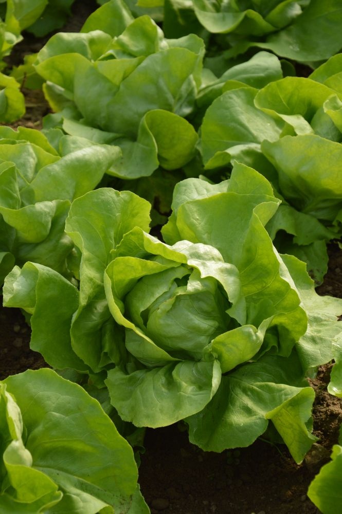 salata maslowa asia